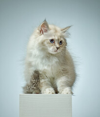 Obraz premium White Siberian colorpoint kitten Neva Masquerade with blue eyes