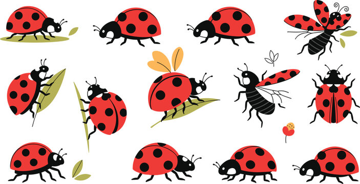 Cute ladybug character set with various poses including flying crawling and sitting on leaves for garden nature spring insect and children education design projects