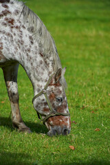 Naklejka premium Horse, farm and grassland for eating, nature and countryside for breeding, environment or agriculture. Empty, outdoor or summer with animal, hungry or nutrition with stallion, morning or equestrian