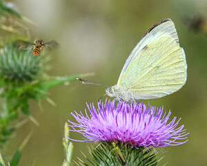 Macro image of a large white butterfly on a purple thistle flower. © Robert L Parker
