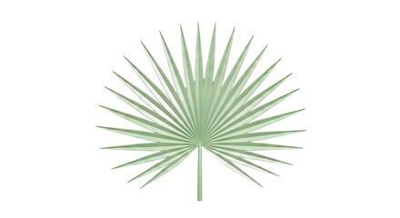 Fototapeta premium Green Palm Leaf Fan Shape