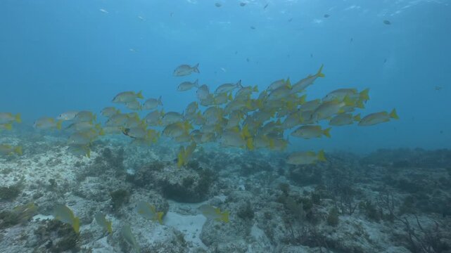Large school of yellow french grunts Haemulon flavolineatum swimming over coral reef