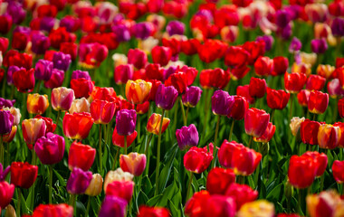 Fototapeta premium Spring flowers wallpaper. Field of tulips with fresh spring mood. Red and pink tulips in garden landscape. Vivid blossoms spring field. Tulips and blossoms color. Multicolored tulips spring field.