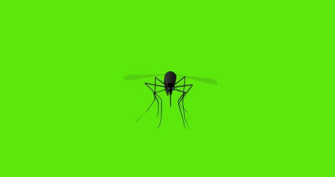 front of a flying mosquito