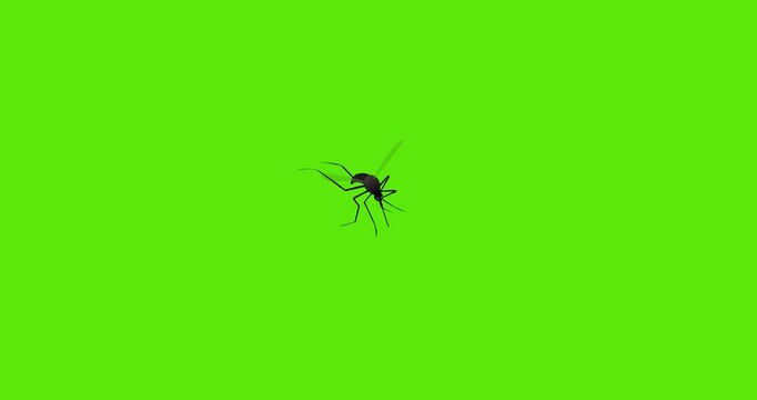 Flying mosquito Green background