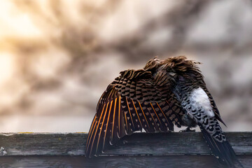 Obraz premium Northern Flicker Preening on Wooden Fence