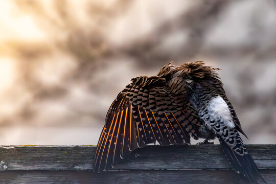 Northern Flicker Preening on Wooden Fence