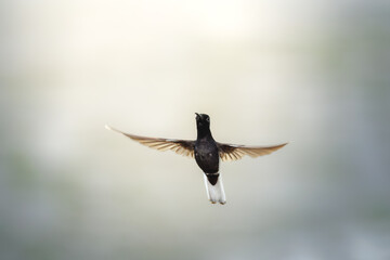 Hummingbird hovering in mid-air with wings spread against soft background