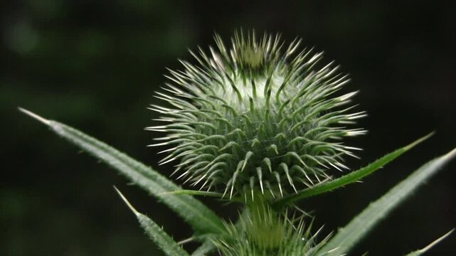Thistle with spikes and dark background. HDV footage. HD.
