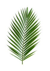 Fototapeta premium photorealistic close-up of a single lush green palm frond, displaying sharp tactile texture on a white matte surface, isolated against transparent. concept of botanical elegance and minimalism