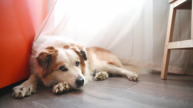 Sleepy large mixed breed dog lies by the refrigerator in a bright modern kitchen and waiting for feeding