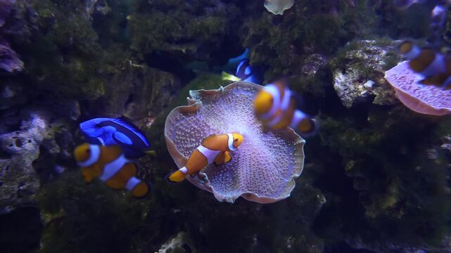 Clownfish Swimming Around Sea Anemone in Aquarium Display (4K, Cinematic)
