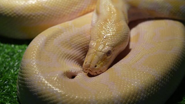 Albino Reticulated Python Resting, Exotic Pet Close-Up, Stock Footage 4K