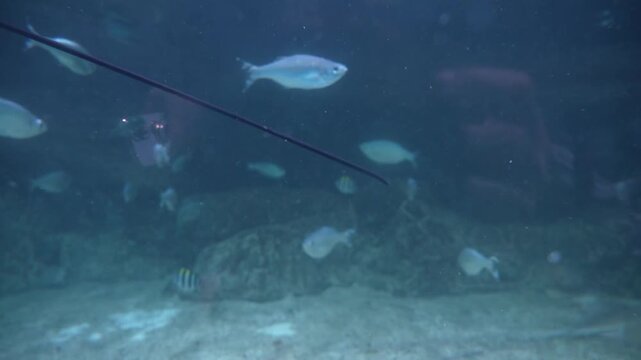 Graceful Stingrays Gliding in Aquarium Habitat - Cinematic 4K Underwater View