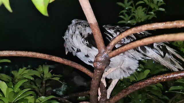 Majestic Portrait of a Gamefowl Rooster with Vibrant Red Comb at Night. Powerful Male Chicken Standing Proudly in the Garden. Cinematic Lighting Highlighting the Strong Character of a Traditional Figh