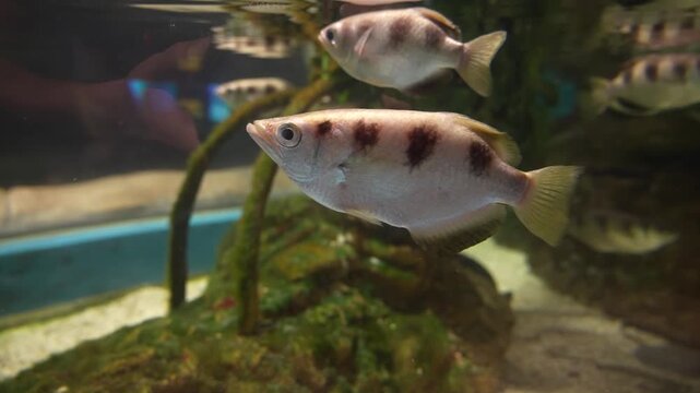 Archerfish Swimming Calmly in Aquarium Water, Close-Up, High Quality