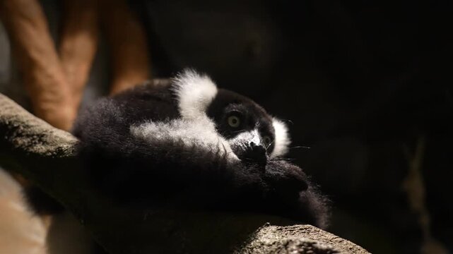 Black and White Ruffed Lemur Resting on a Branch in Captivity - 4K