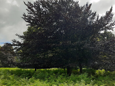 Nottingham, England, July 31, 2022. A large beech tree in summer, its dark green leaves standing out against the bright green of the thick fern undergrowth, even more so because of the rays of sunligh