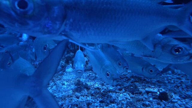 Tarpon Fish School Swimming Underwater in Blue Light, Riau Islands, 4K
