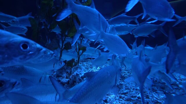 Swarm of Silver Fish Swimming Underwater in Aquarium - 4K Cinematic