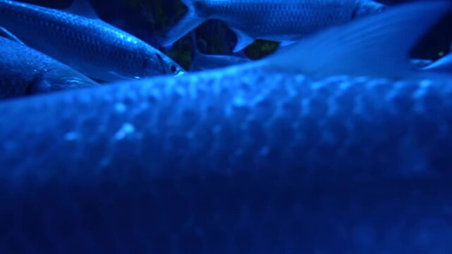 Silver Fish School Swimming in Aquarium, Exotic Location, Cinematic 4K