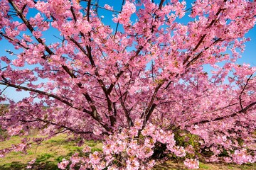 Fototapeta premium 豊前の河津桜