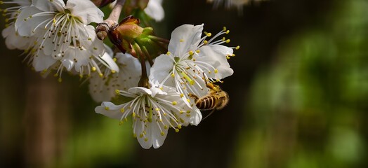 A bee is gathering nectar from cherry blossom petals © 纪 曹