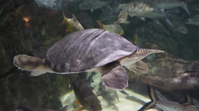 Softshell Turtle Gliding Smoothly with Fish at Aquarium, Cinematic 4K