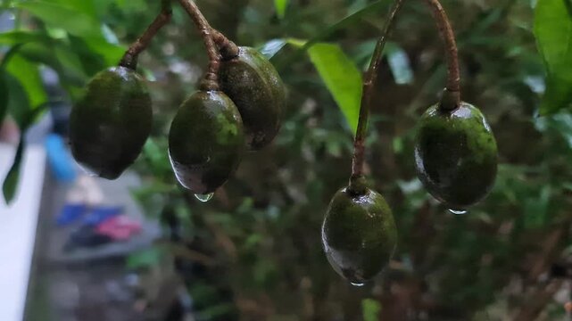 Macro Shot of Green Ambarella Fruits (Kedondong) with Raindrops - Tropical Fruit Background.