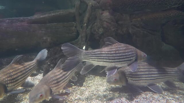 School of Siamese Tigerfish Swimming Underwater, Aquarium Display, 4K