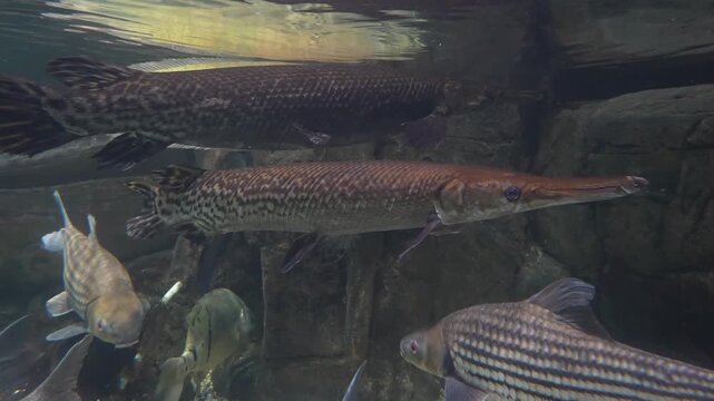 Alligator Gar Swimming underwater, next to other fish in an aquarium 4K