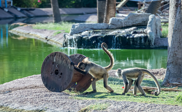 These images highlight the role of zoos in preserving biodiversity.