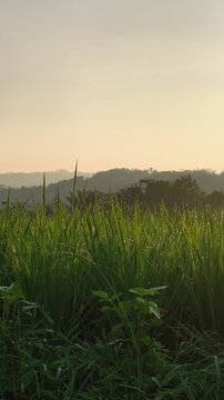 Morning dew on fresh green rice leaves at sunrise in Cilacap, Indonesia. Peaceful rural nature background for sustainability themes.