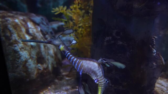 Elegant Sea Dragon Drifting in Aquarium Habitat - 4K Stock Footage