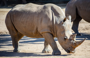 Fototapeta premium These images highlight the role of zoos in preserving biodiversity.