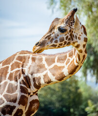 Obraz premium These images highlight the role of zoos in preserving biodiversity.