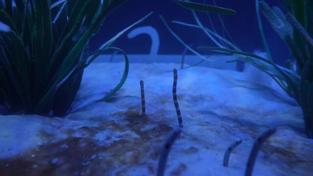 Garden Eels Peeking from Ocean Sand, Batam, Cinematic 4K Stock Footage