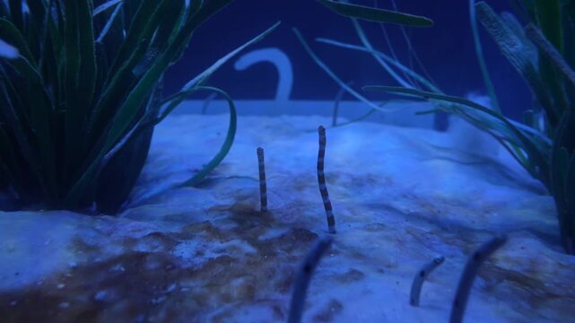 Garden Eels Moving in Ocean Sand in Tank - Stock Footage in 4K