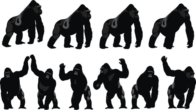 Set of gorilla silhouettes showing walking and waving poses, black primate character collection isolated wildlife animal vector illustration design pack