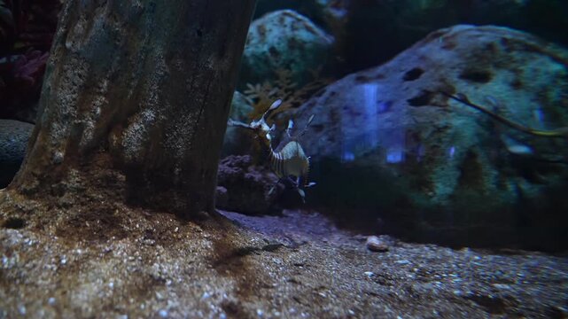 Leafy Sea Dragon Drifting near Rocks Underwater in Aquarium - 4K