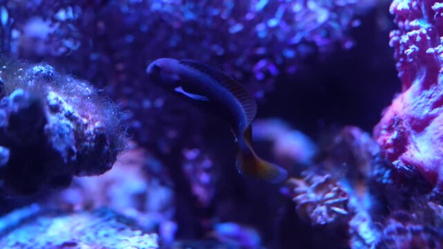 Elegant Firetail Goby Swimming in Coral Reef Aquarium - 4K Cinematic