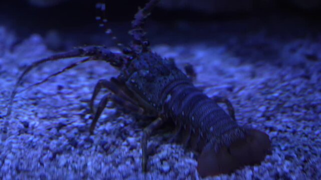 Spiny Lobster Crawling Across Sandy Seabed in Indonesia | 4K Sony