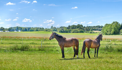 Naklejka premium Grass, farm and horses in countryside on ranch, livestock and together with herd outdoor for ecology. Blue sky, equine and animals at field with landscape, nature or sustainable agriculture in summer