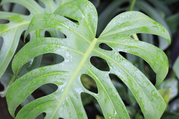 Close-up of wet Philodendron Selloum leaves with water droplets. Tropical green foliage background, natural texture, and fresh botanical garden concept. © Jaka