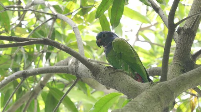 Juvenile Blue-headed Parrot (Pionus menstruus) perched on a tree and moving along branches in its natural habitat in Colombia. Wildlife scene showing the behavior of a young parrot.