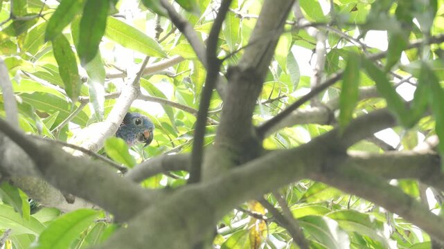 Primer plano de la cabeza de un loro cabeza azul juvenil (Pionus menstruus) parcialmente escondido entre las ramas de un &aacute;rbol de mango en Colombia. Escena natural que muestra el comportamiento.