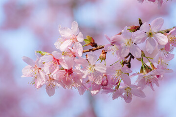 Fototapeta premium Close-up of delicate pink cherry blossom branch with soft bokeh background