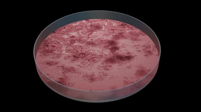 Bacteria growing in petri dish. Microbes reproducing in petri dish. Lab grown meat. Synthetic lab grown food. 3d animation isolated on black background.