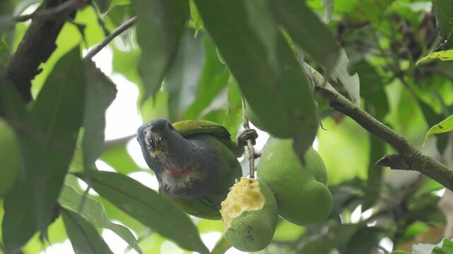 Juvenile Blue-headed Parrot (Pionus menstruus) feeding on a green mango while perched in a tree in Colombia. The scene shows different shots of the bird eating the fruit, revealing its feeding behavio