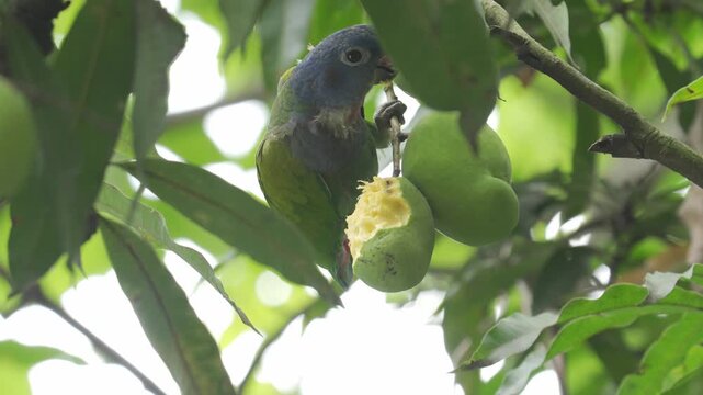 Juvenile Blue-headed Parrot (Pionus menstruus) feeding on a green mango while perched in a tree in Colombia. The scene shows different shots of the bird eating the fruit, revealing its feeding behavio